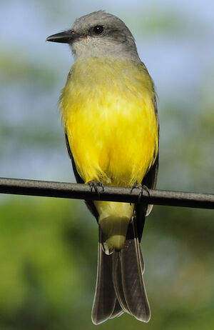 Tropical Kingbird