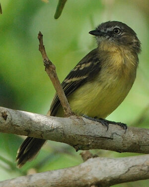 Tyranneau frang�