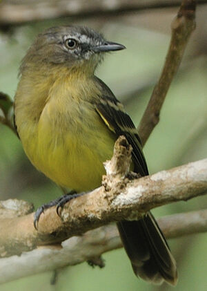 Tyranneau frang�