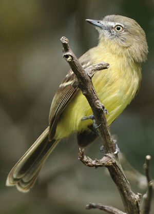 Tyranneau frang�