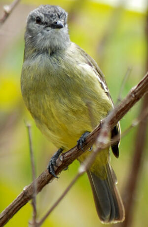 Yellow-crowned Tyrannulet