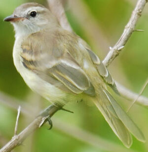Mouse-colored Tyrannulet