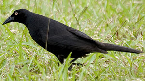 Giant Cowbird