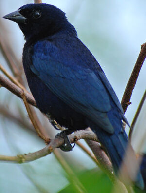 Shiny Cowbird