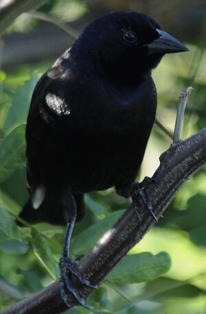 Shiny Cowbird