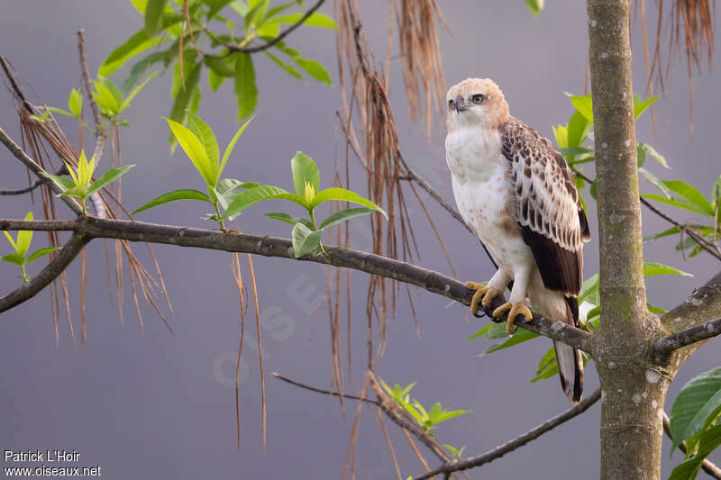 Changeable Hawk-Eaglejuvenile, identification