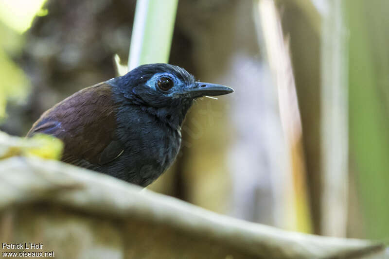 Chestnut-backed Antbird male adult, close-up portrait