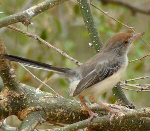 Red-fronted Warbler