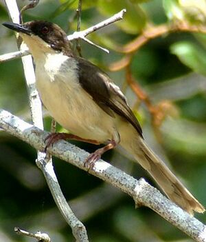 Black-headed Apalis