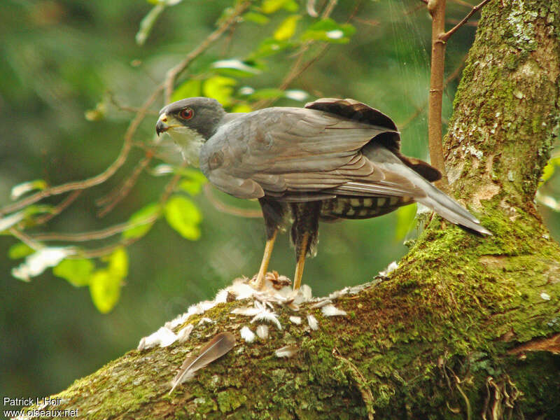 Black Sparrowhawksubadult, identification