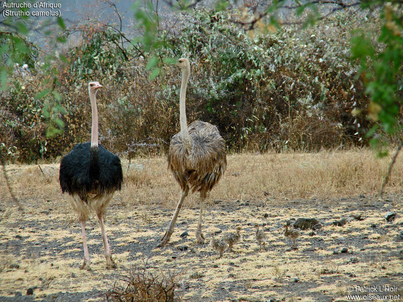 Common Ostrich 