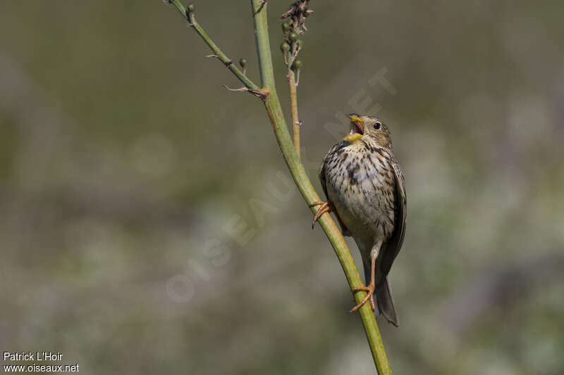 Corn Bunting male adult, song