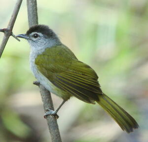 Bulbul � t�te sombre
