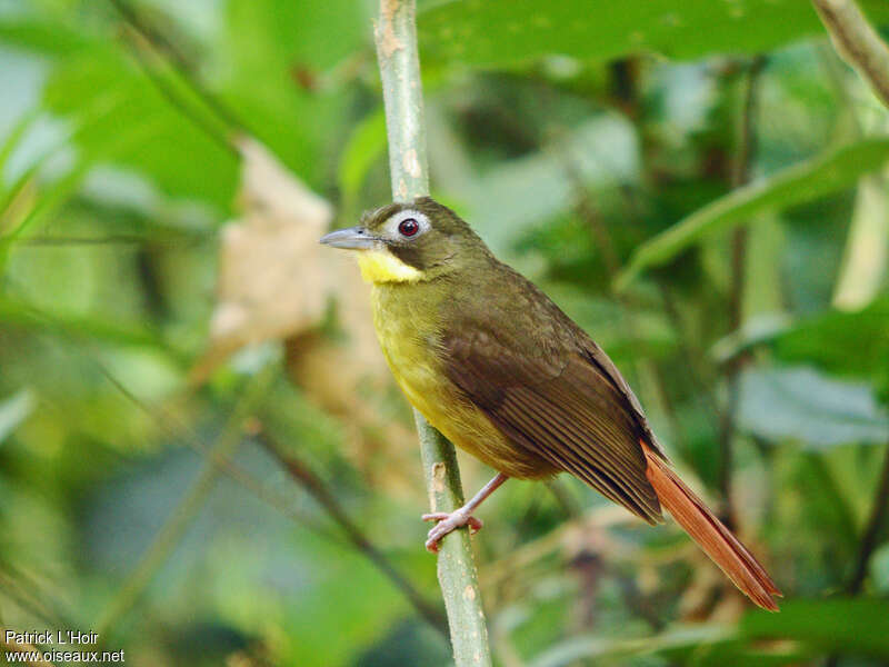 Red-tailed Bristlebill, identification