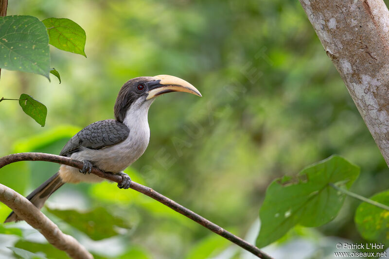 Sri Lanka Grey Hornbill male adult, habitat