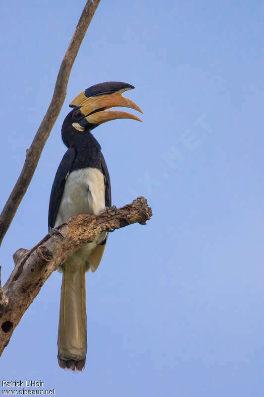 Malabar Pied Hornbill male adult, close-up portrait