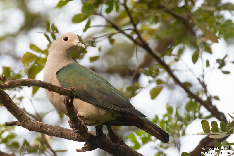 Green Imperial Pigeonadult