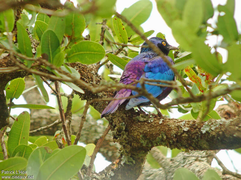 Choucador à queue violetteadulte, pigmentation