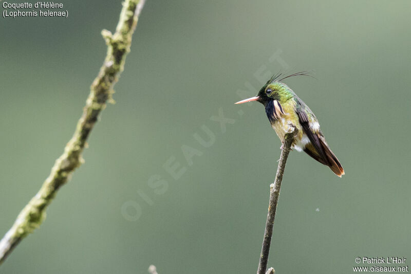 Black-crested Coquette male adult