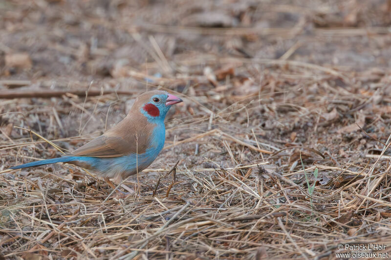 Red-cheeked Cordon-bleu male