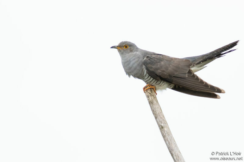 Common Cuckoo male adult breeding, song