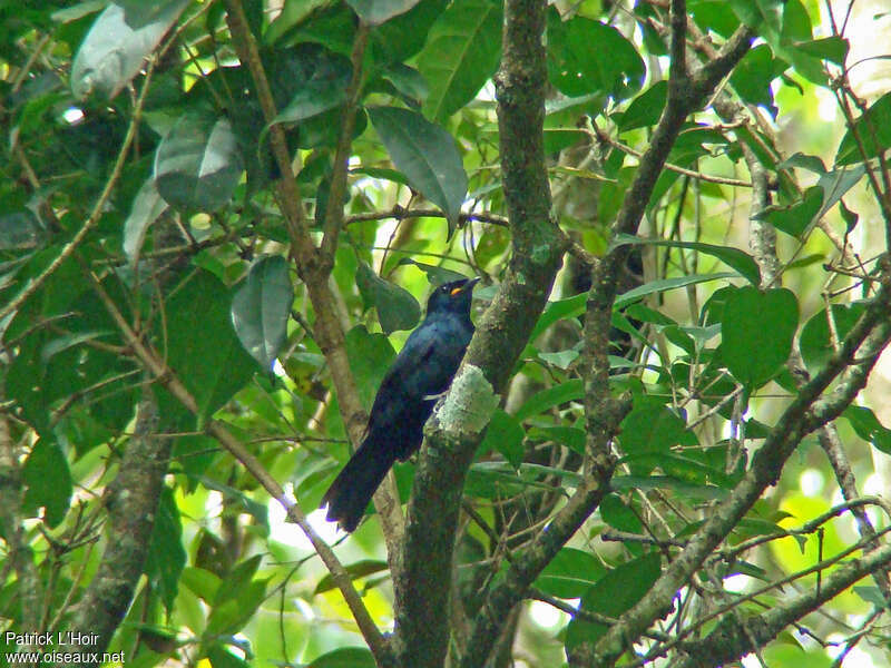 Petit's Cuckooshrike male adult, habitat, pigmentation