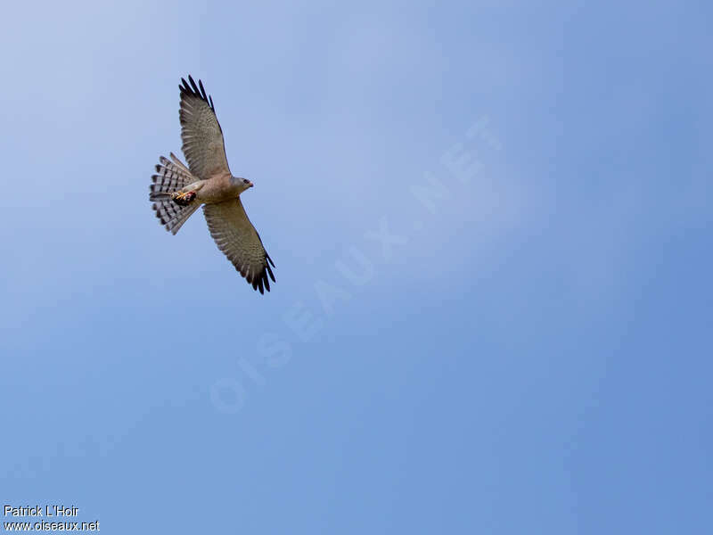 Levant Sparrowhawk male adult, pigmentation, Flight