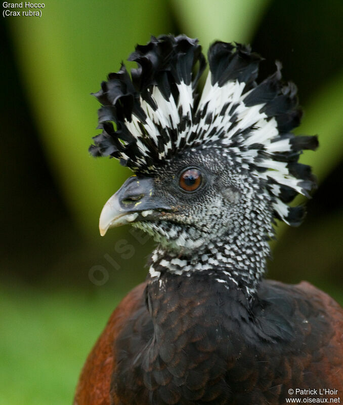 Great Curassow female adult