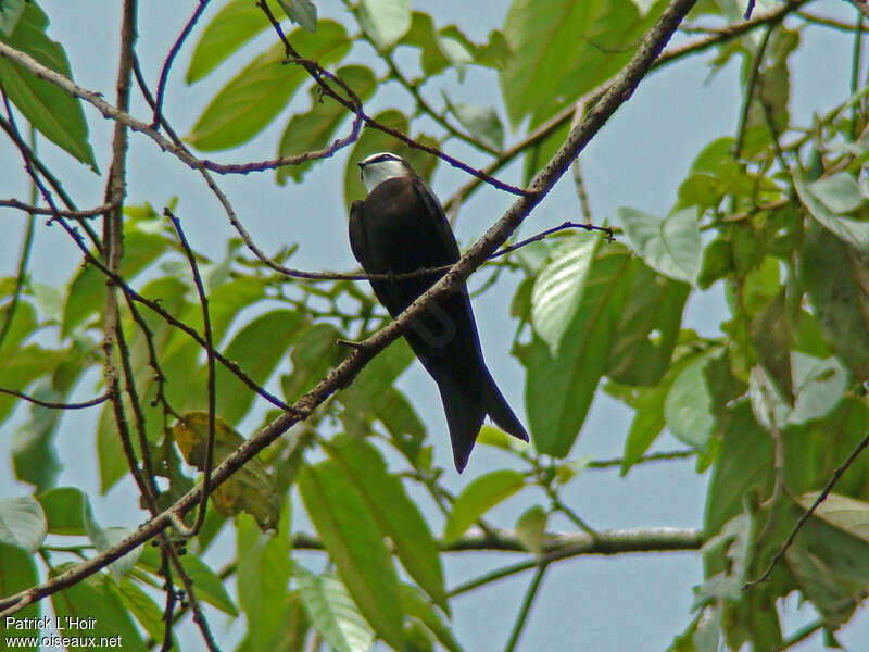 White-headed Saw-wing male adult, habitat