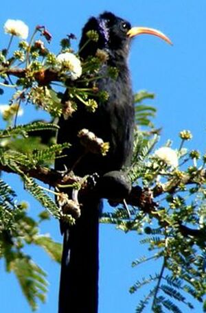 Abyssinian Scimitarbill