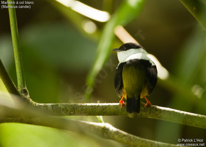 White-collared Manakin male adult