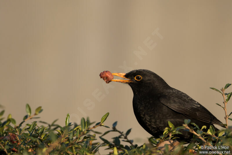 Common Blackbird male adult