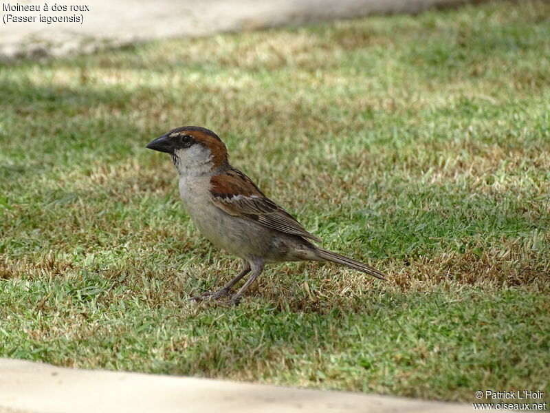 Iago Sparrow male adult breeding