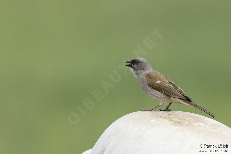 Northern Grey-headed Sparrowadult