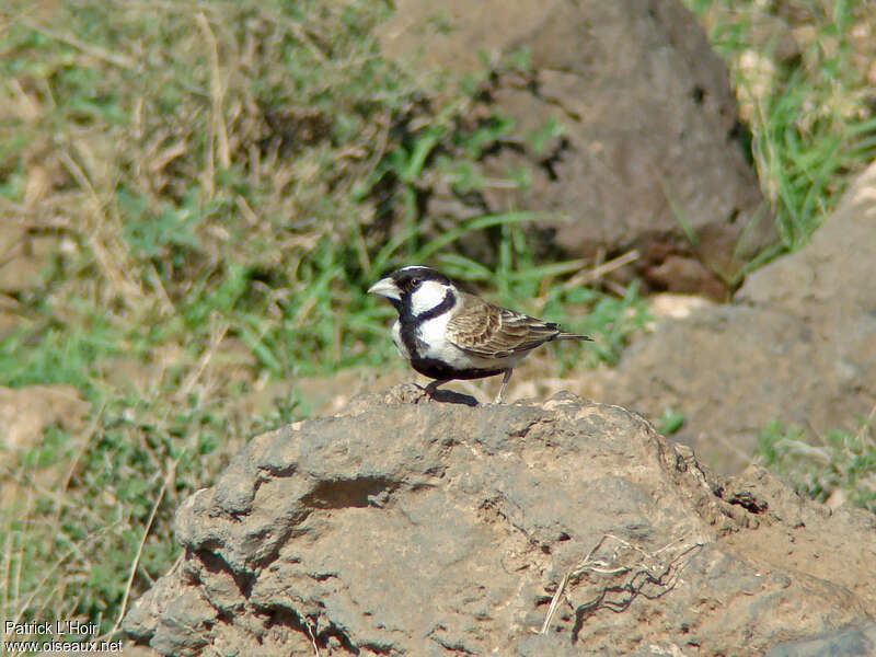 Chestnut-headed Sparrow-Lark male adult, identification