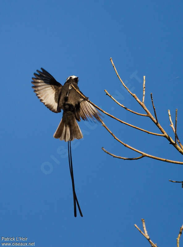 Long-tailed Tyrantadult, Flight