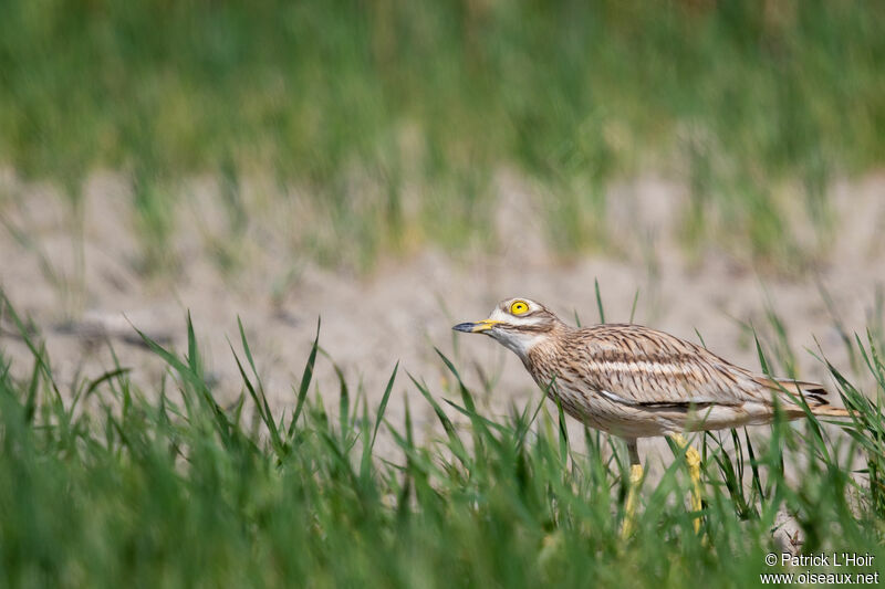 Eurasian Stone-curlew male adult breeding, Reproduction-nesting