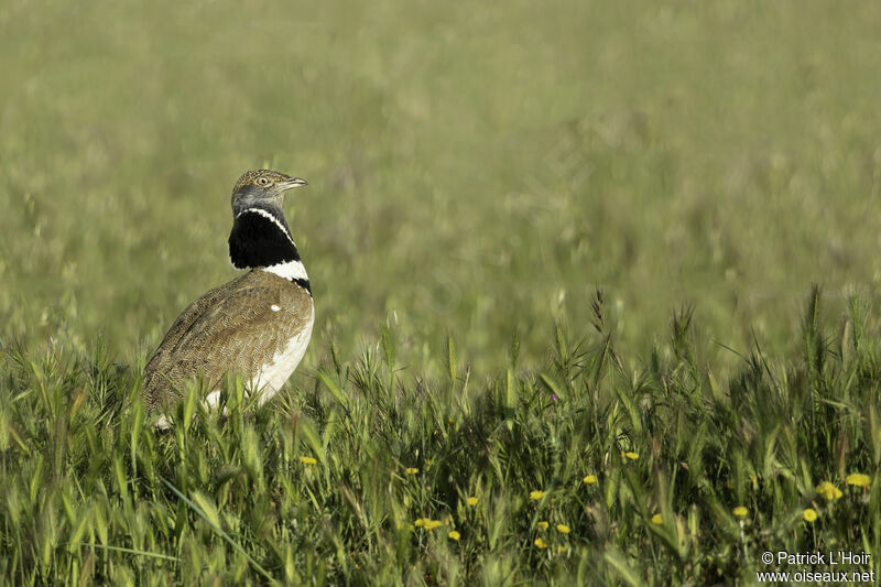 Little Bustard male adult, courting display