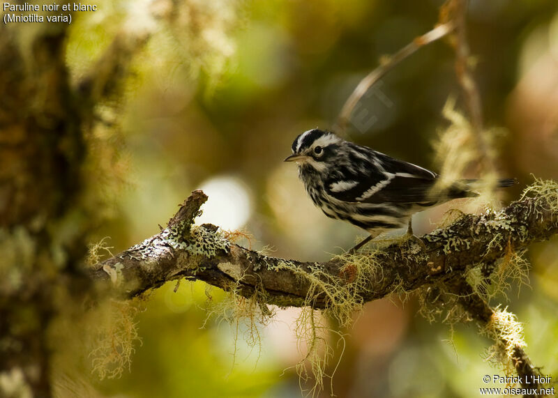 Black-and-white Warbler male adult