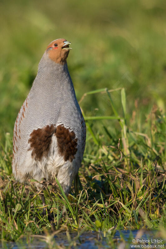 Grey Partridge male adult