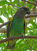Meyer's Parrot