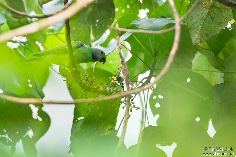 Layard's Parakeet female adult
