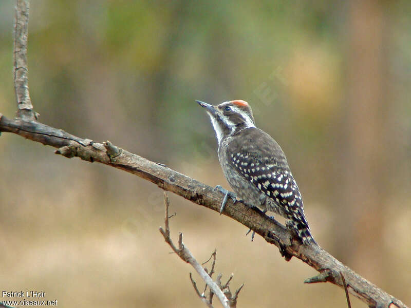 Brown-backed Woodpecker male adult, identification