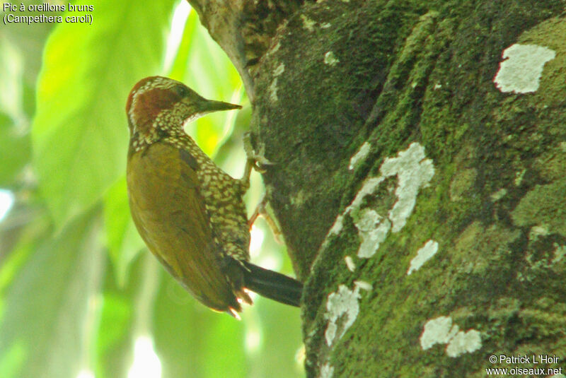 Brown-eared Woodpecker