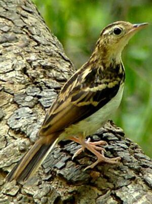 Pipit de Sokoke