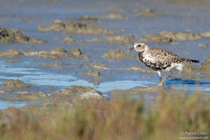 Grey Plover female adult transition