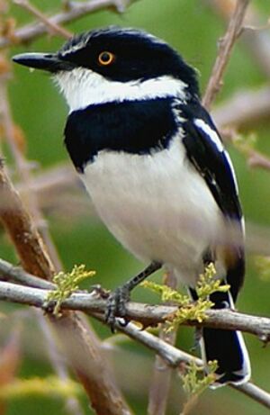 Pygmy Batis