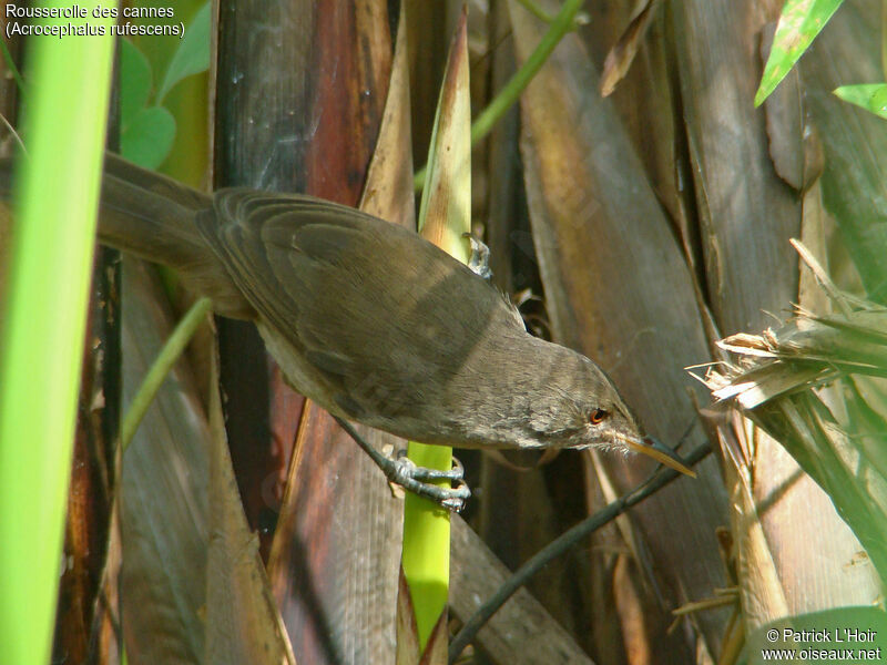 Greater Swamp Warbler, aspect, pigmentation