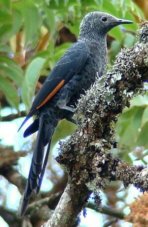 Slender-billed Starling