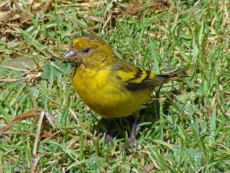 Yellow-crowned Canary male adult, identification